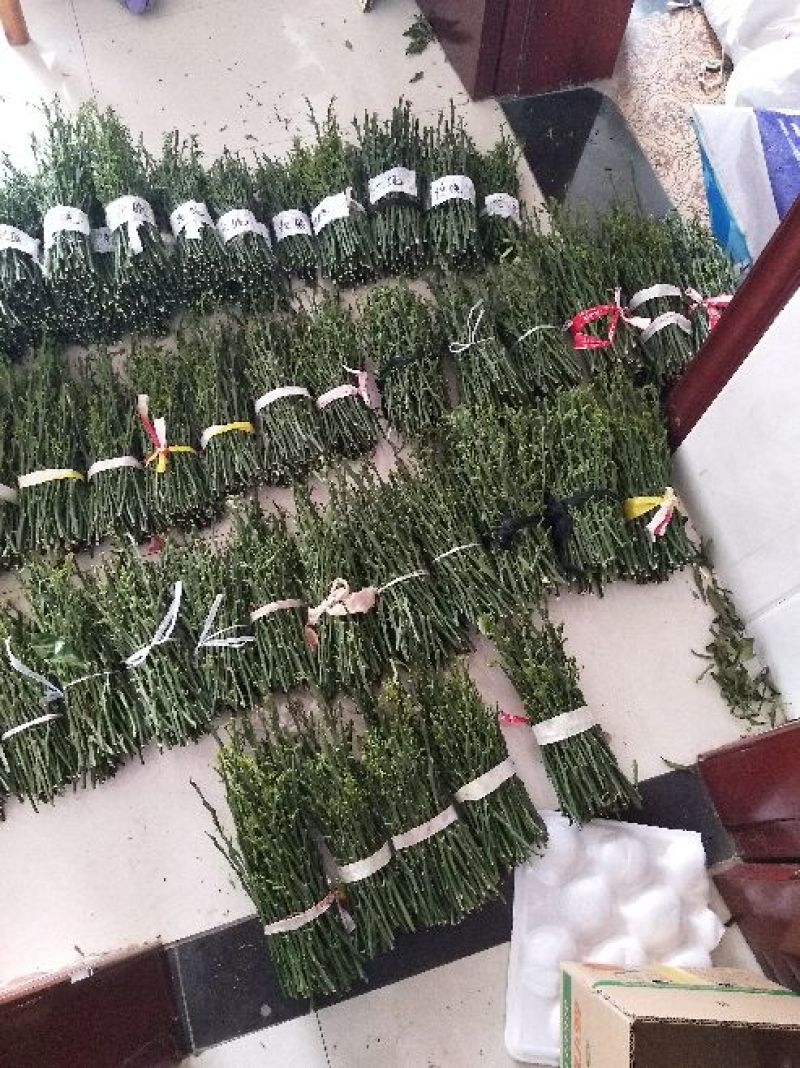 柑橘枝条伦晚枝条品种优质