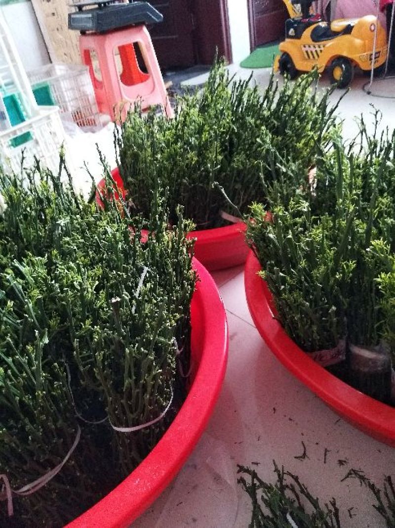 柑橘枝条伦晚枝条品种优质