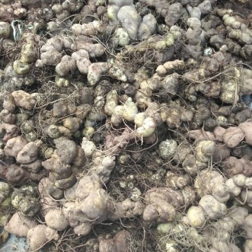 云南红花滇黄精，货量不大，种植和大山货价格不一样