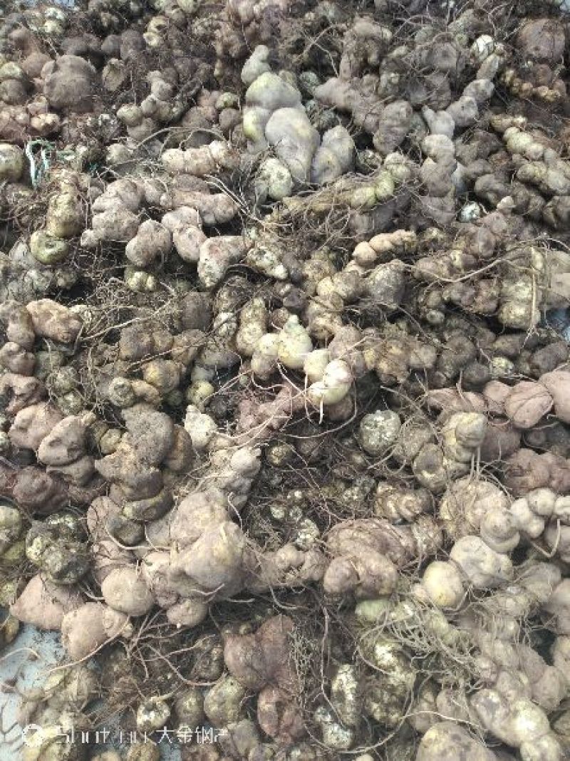 云南红花滇黄精，货量不大，种植和大山货价格不一样