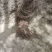 爬山虎基地！爬墙虎，五叶地锦量大价格低欢迎大家前来选购