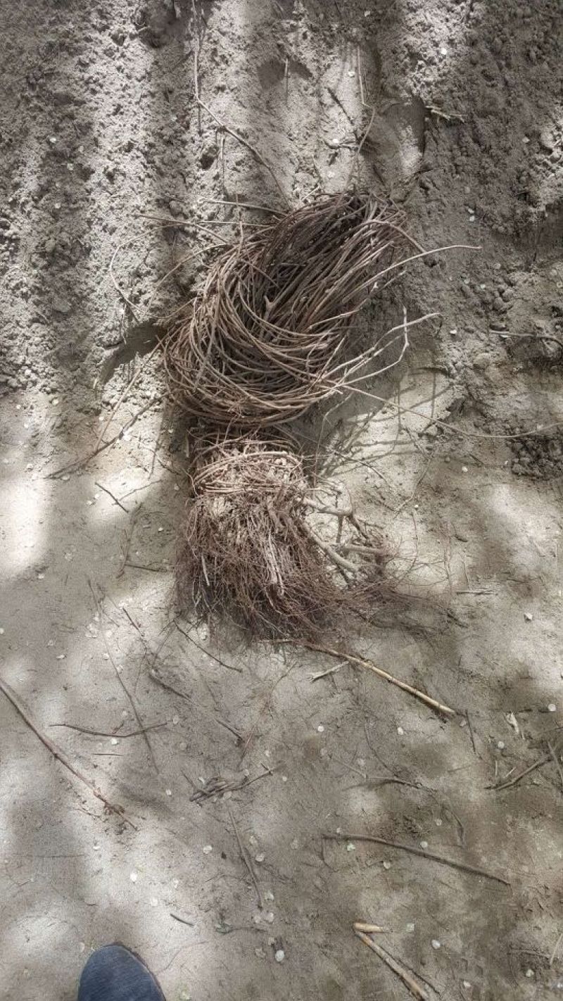 爬山虎基地！爬墙虎，五叶地锦量大价格低欢迎大家前来选购