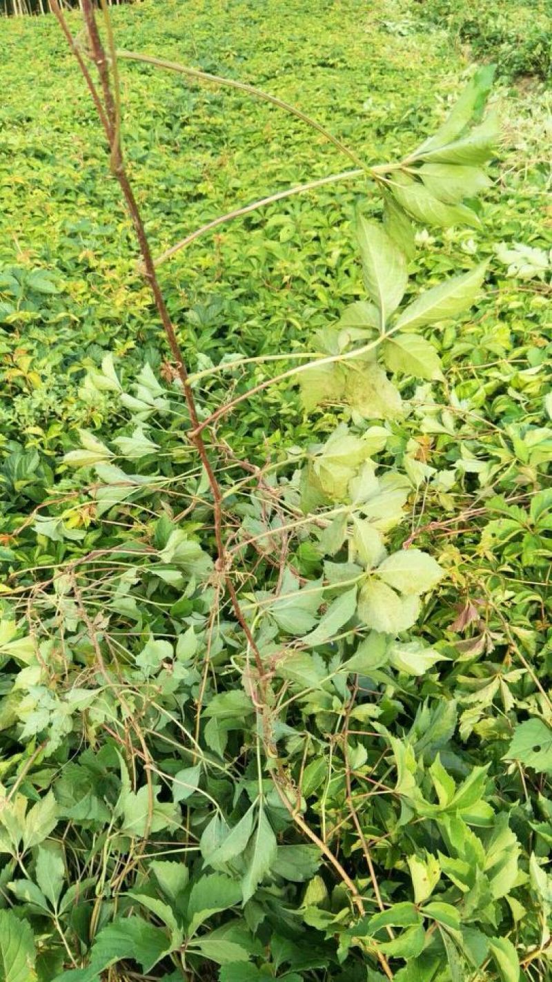 爬山虎基地！爬墙虎，五叶地锦量大价格低欢迎大家前来选购