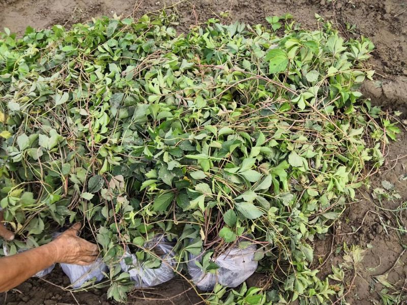 爬山虎基地！爬墙虎，五叶地锦量大价格低欢迎大家前来选购