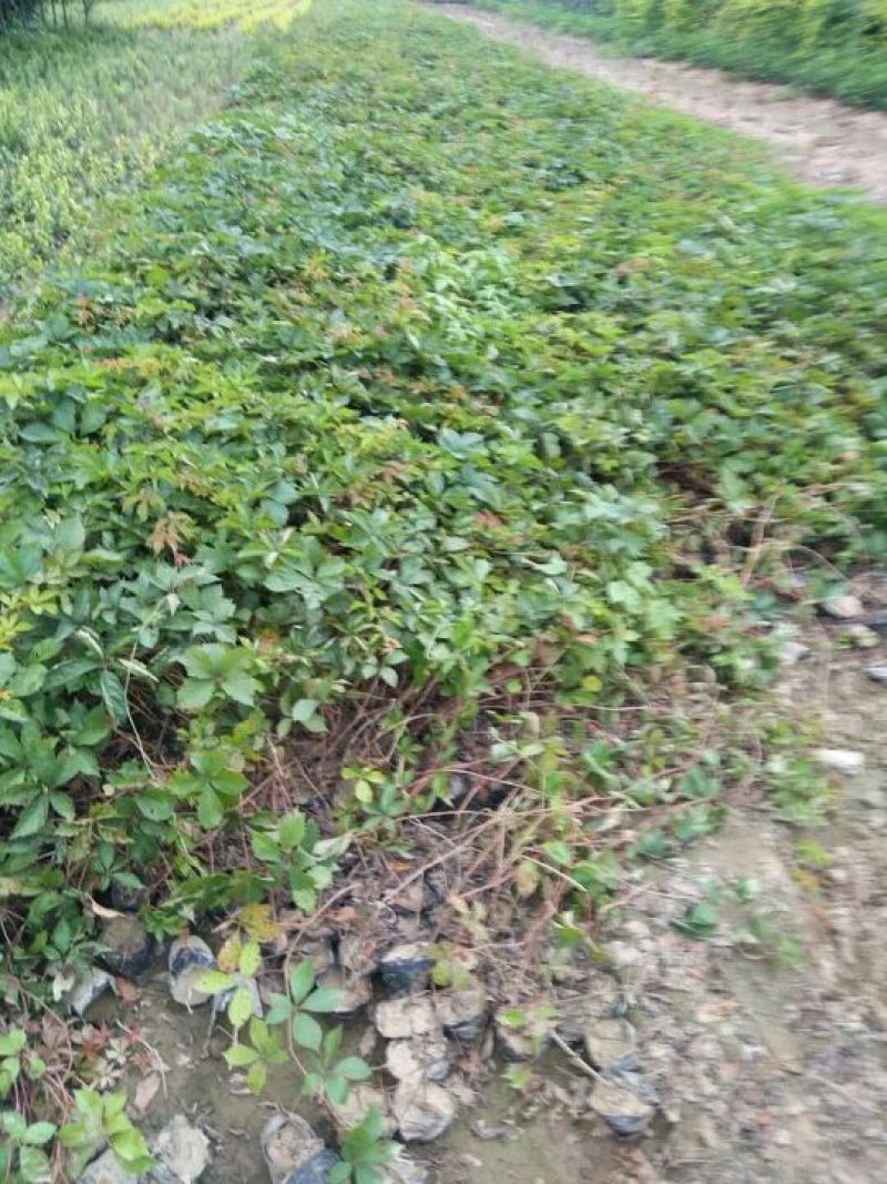 爬山虎基地！爬墙虎，五叶地锦量大价格低欢迎大家前来选购