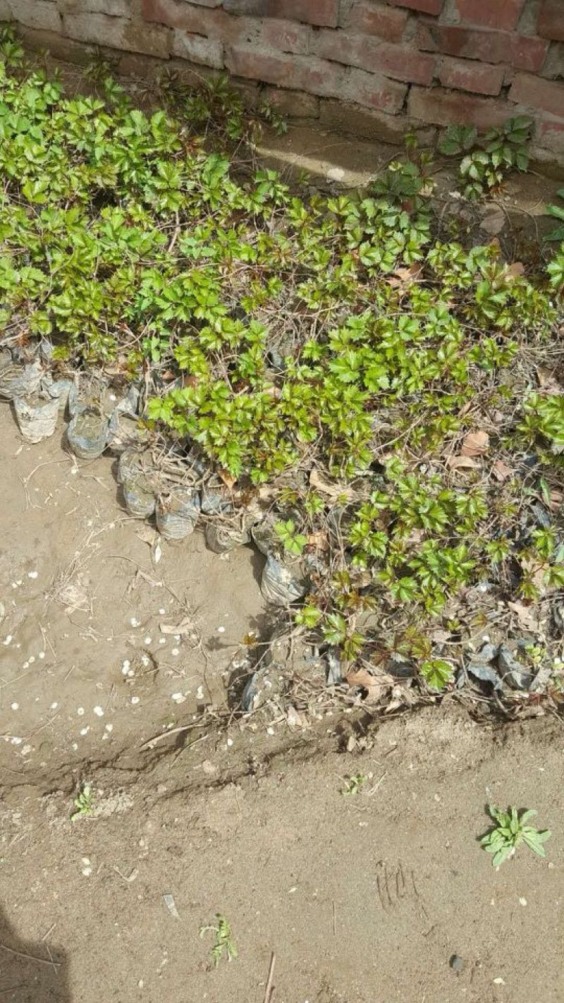 爬山虎基地！爬墙虎，五叶地锦量大价格低欢迎大家前来选购