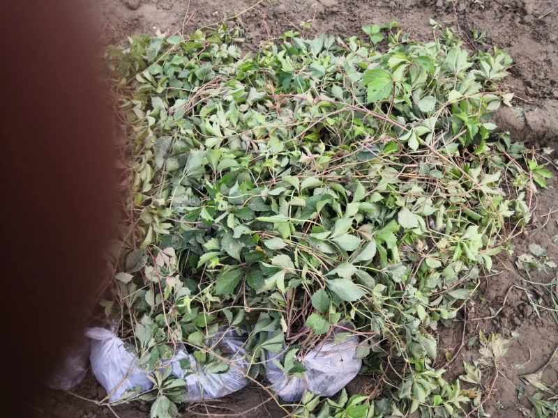 爬山虎基地！爬墙虎，五叶地锦量大价格低欢迎大家前来选购