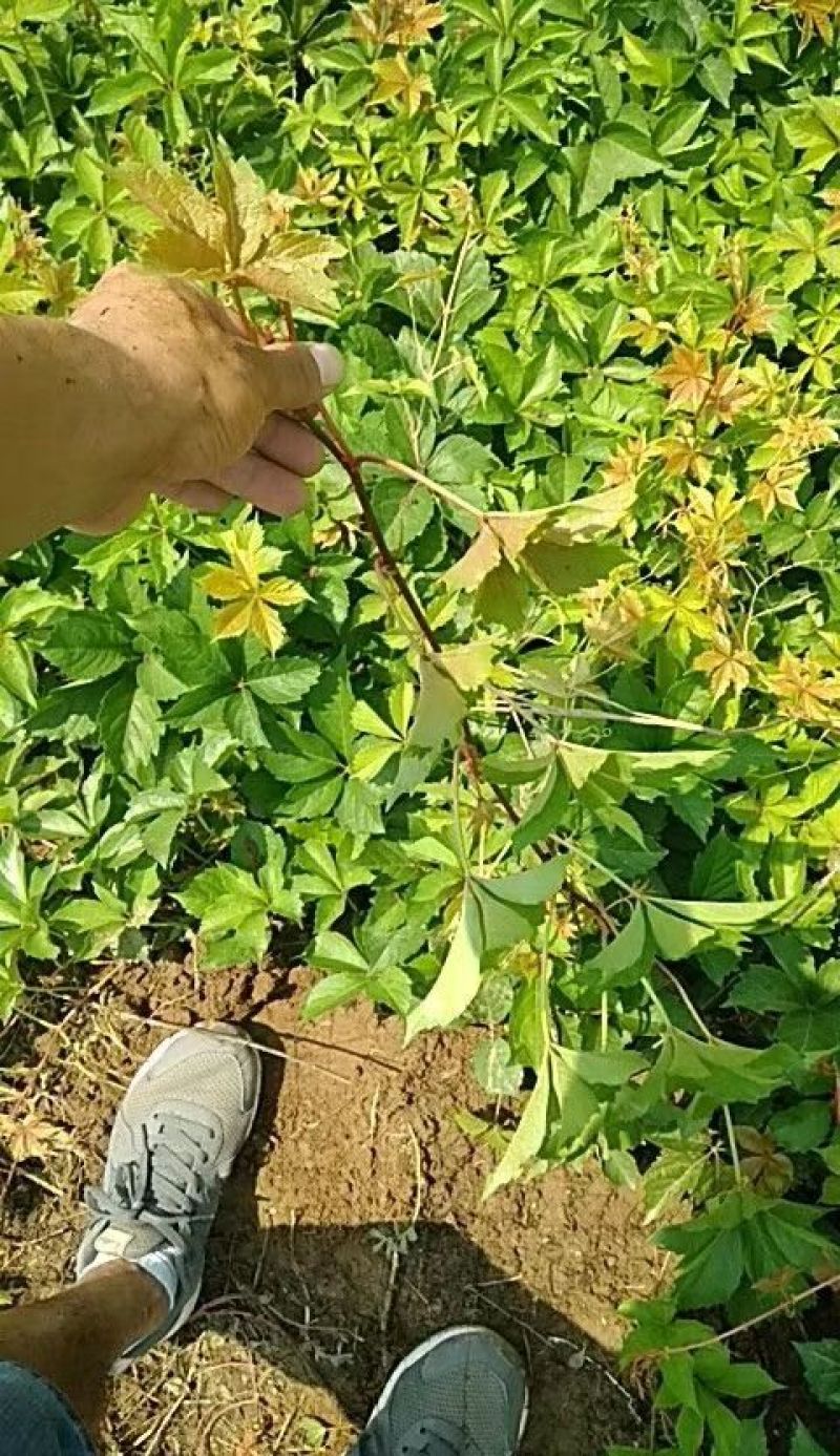 爬山虎基地！爬墙虎，五叶地锦量大价格低欢迎大家前来选购