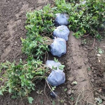 爬山虎基地！爬墙虎，五叶地锦量大价格低欢迎大家前来选购