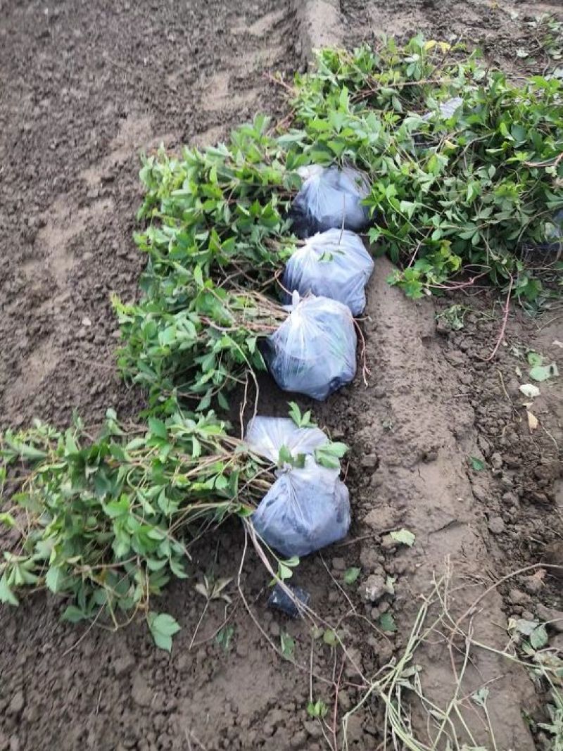 爬山虎基地！爬墙虎，五叶地锦量大价格低欢迎大家前来选购