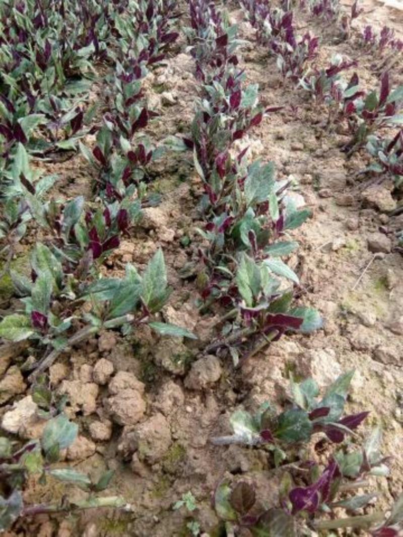多年生紫背天葵种苗优质保健蔬菜种苗，易种好管理