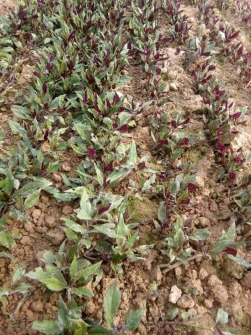 多年生紫背天葵种苗优质保健蔬菜种苗，易种好管理