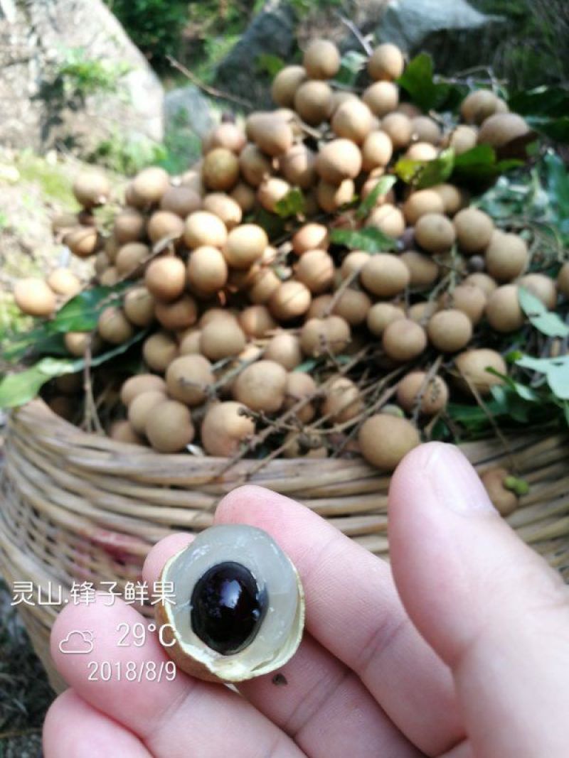 储良龙眼