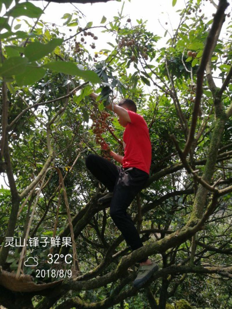 储良龙眼