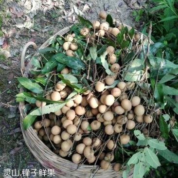 储良龙眼