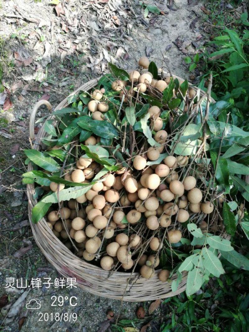 储良龙眼