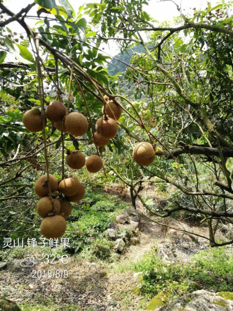 储良龙眼