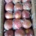 河北辛集产地美八苹果大量上市三两半以上