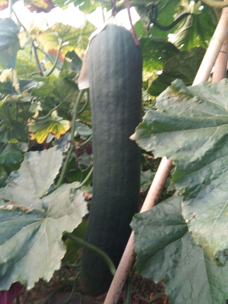 黑皮冬瓜