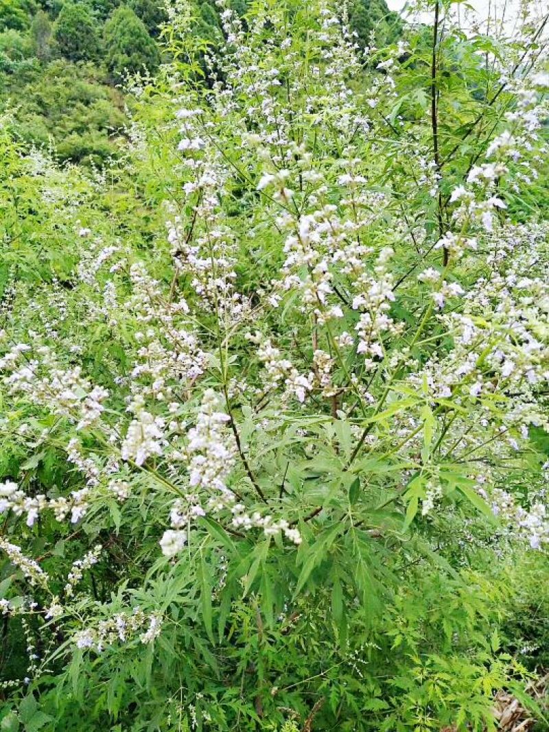 纯天然荆条成熟蜜