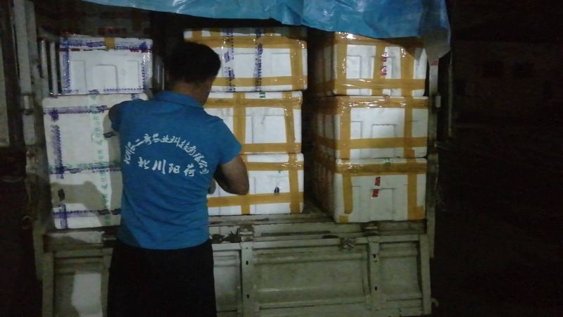 阳荷全国首家出口阳荷