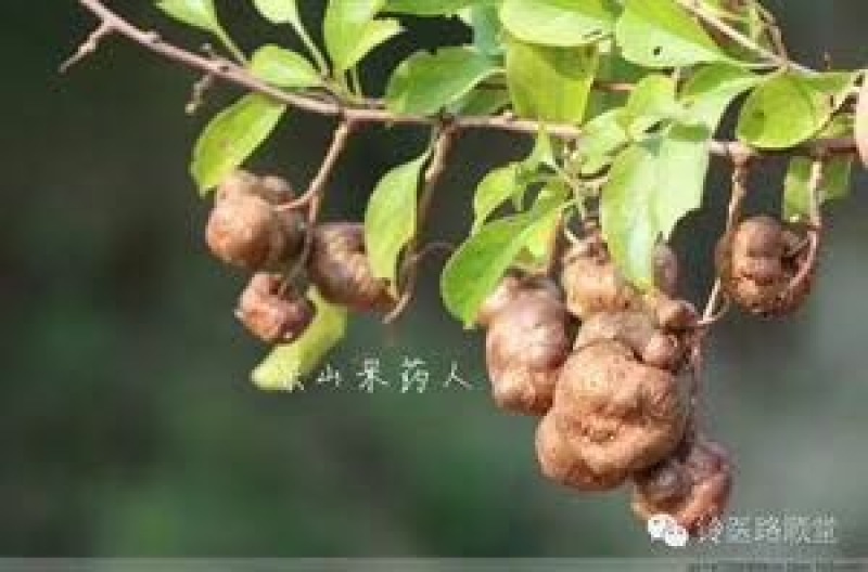猫人参野生水杨桃