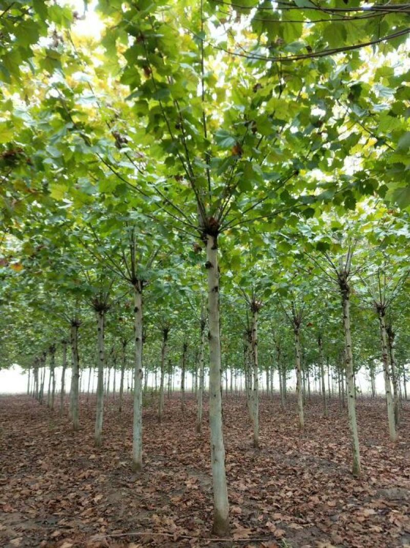 法桐速生法桐8公分以上河北法桐树批发！各种尺寸量大