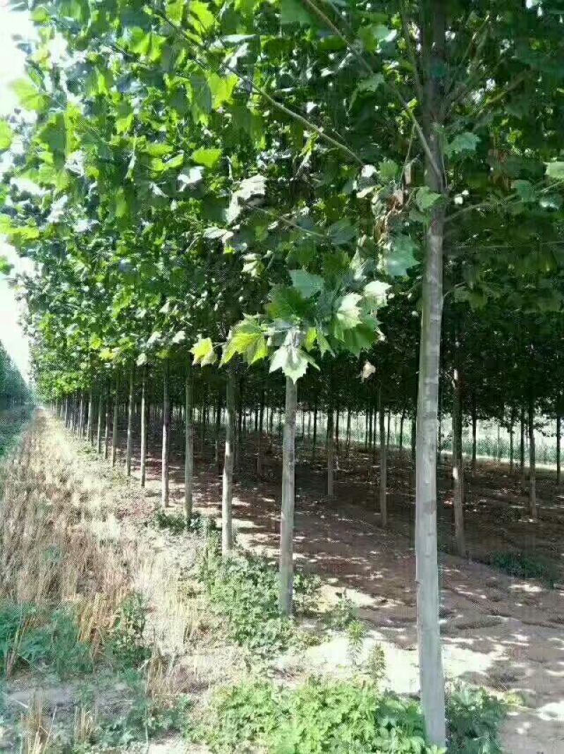 法桐速生法桐8公分以上河北法桐树批发！各种尺寸量大