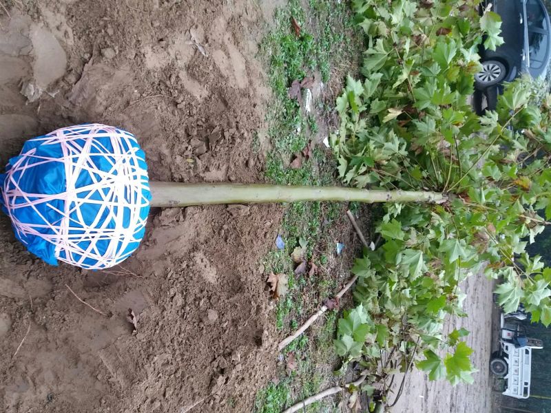 法桐速生法桐8公分以上河北法桐树批发！各种尺寸量大