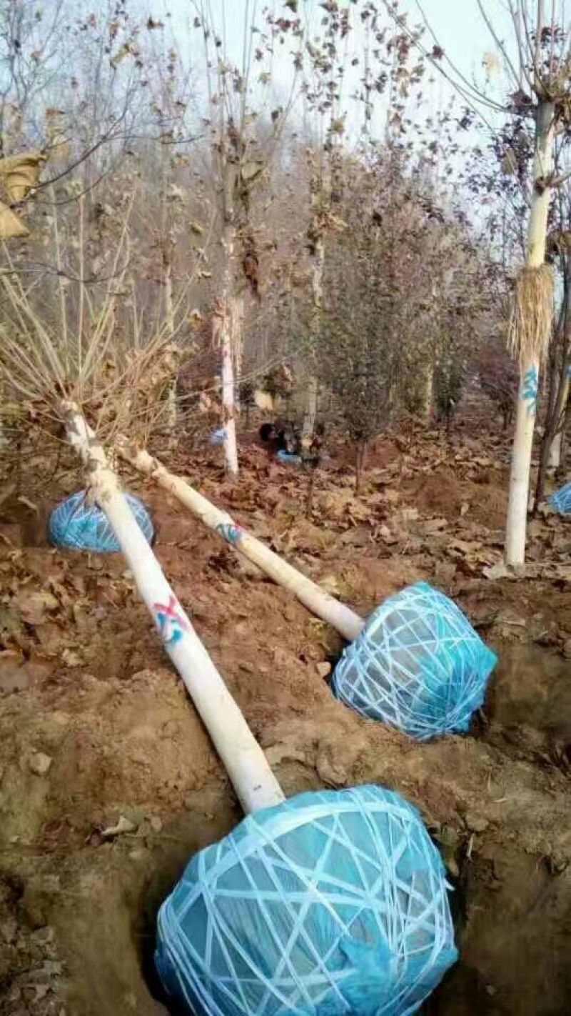 法桐速生法桐8公分以上河北法桐树批发！各种尺寸量大