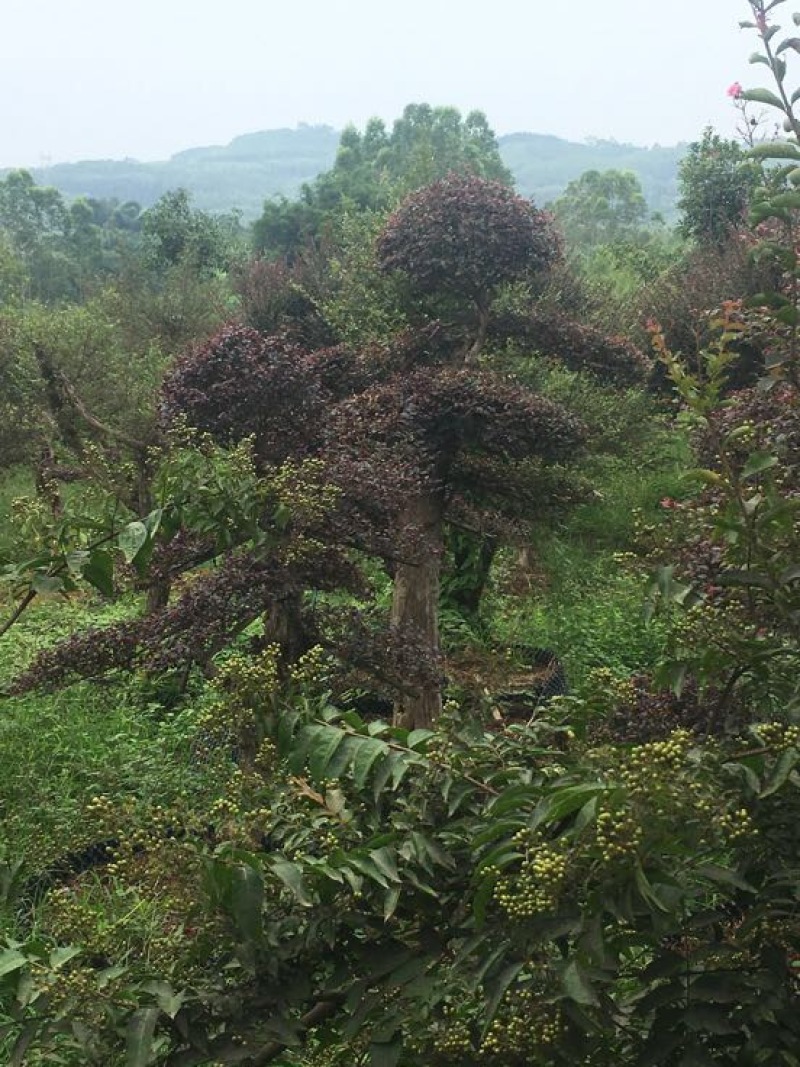 椤木石楠2.5~3m