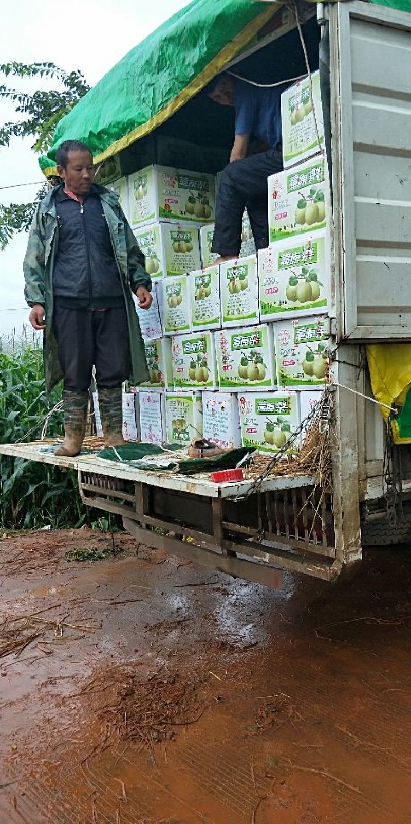 云南泸西雪花梨大量上市中，可供货3个月，口感好