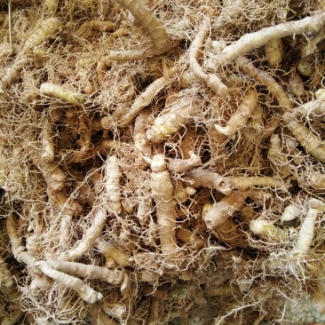 玉竹鲜货
