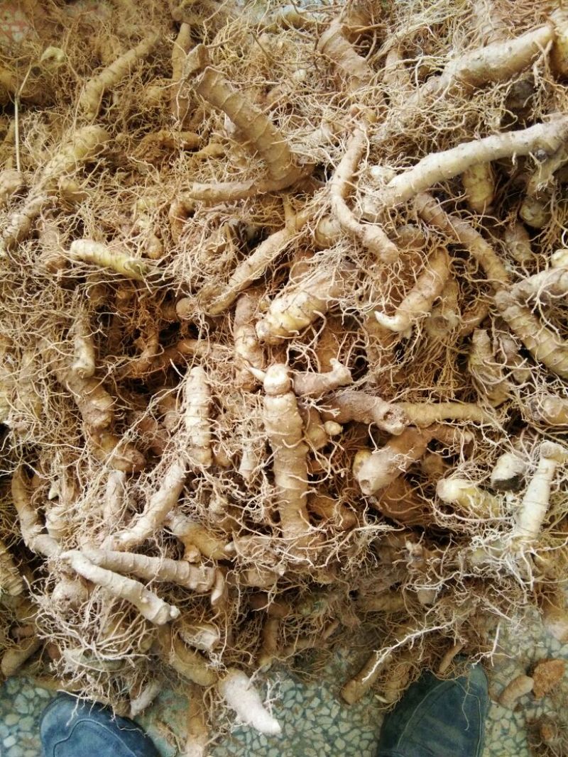玉竹鲜货