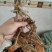 白面风（别名：山白芷、白牛胆、乌脚鸡）
