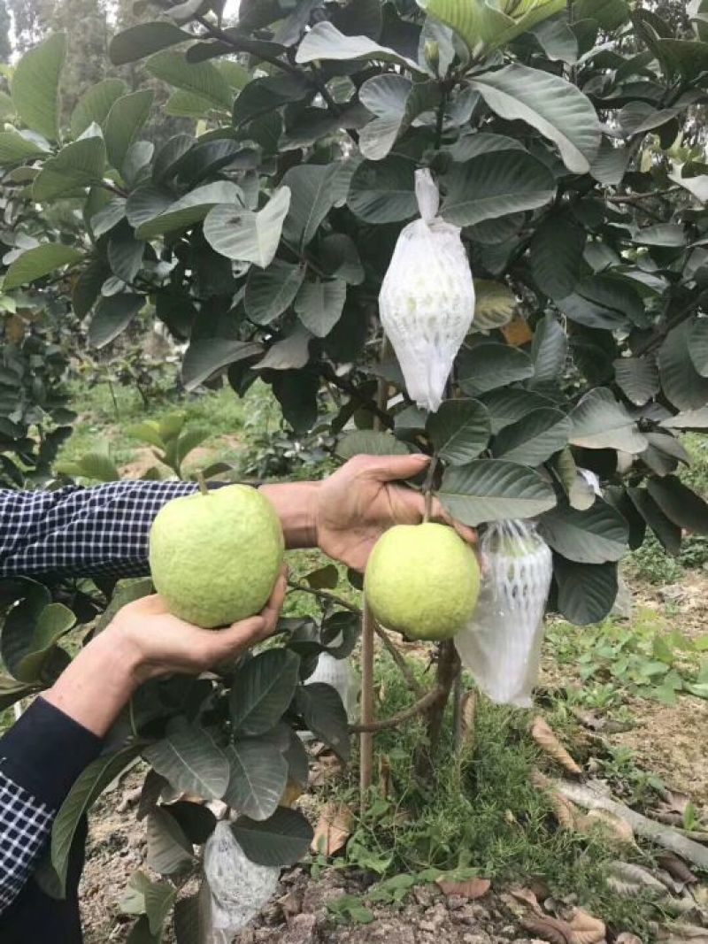 红宝石番石榴苗