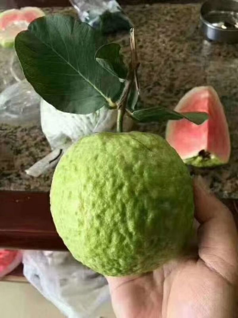 红宝石番石榴苗