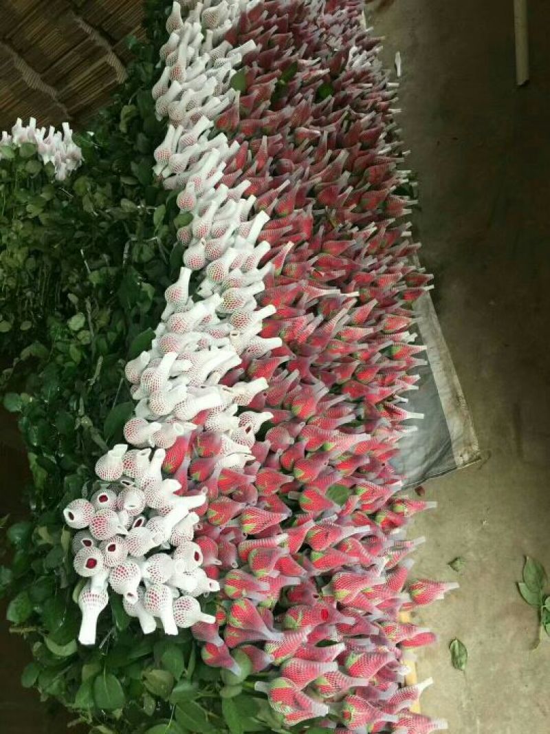 七夕优质玫瑰，百合大量供应