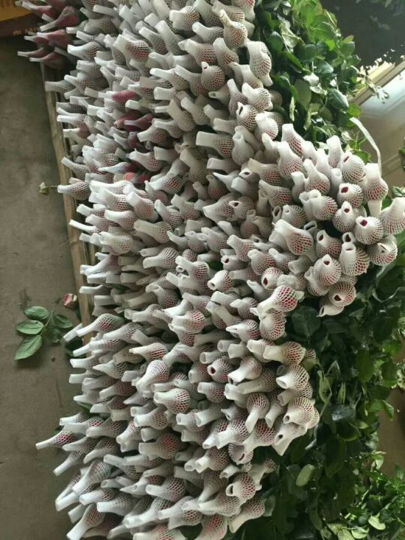 七夕优质玫瑰，百合大量供应