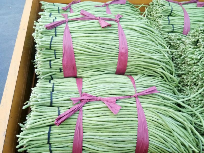 豆角，质量好价格便宜诚信第一专业代收各种蔬菜