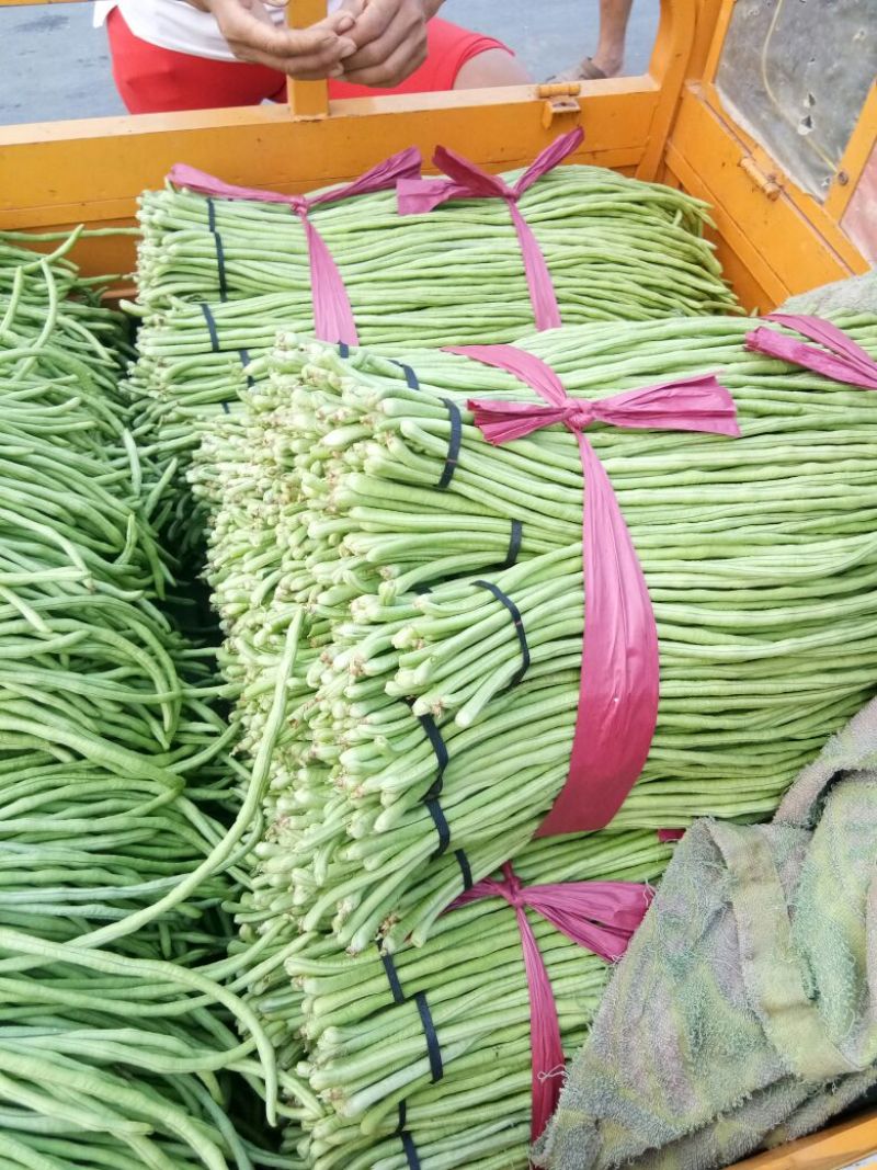 豆角，质量好价格便宜诚信第一专业代收各种蔬菜