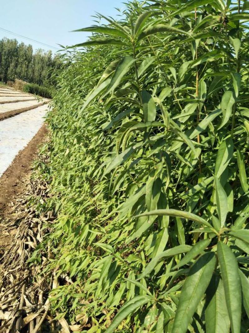 大量出售桃树苗黑桃苗适合全国种植50~60cm