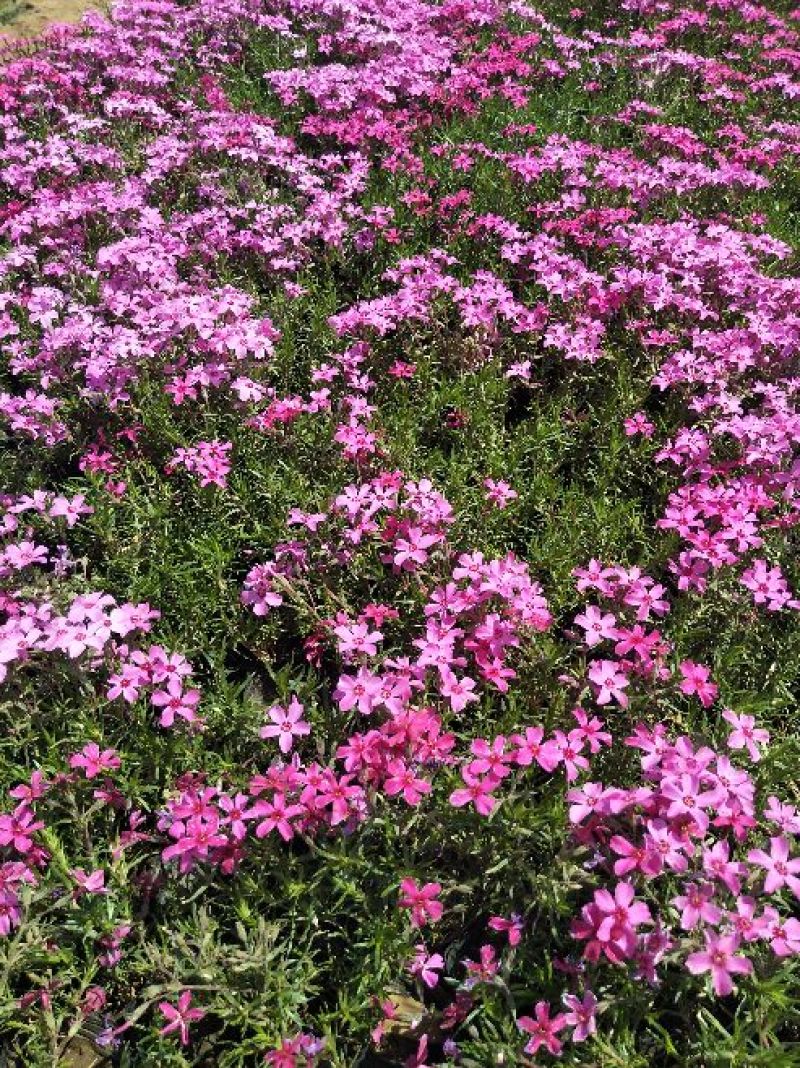 芝樱花