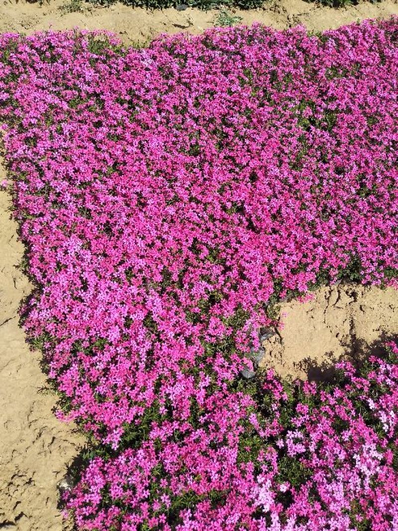 芝樱花