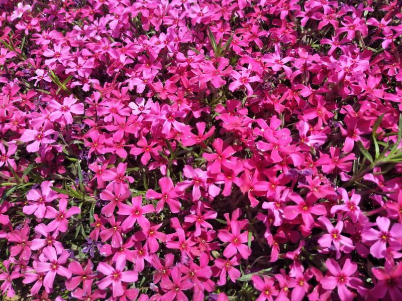 芝樱花
