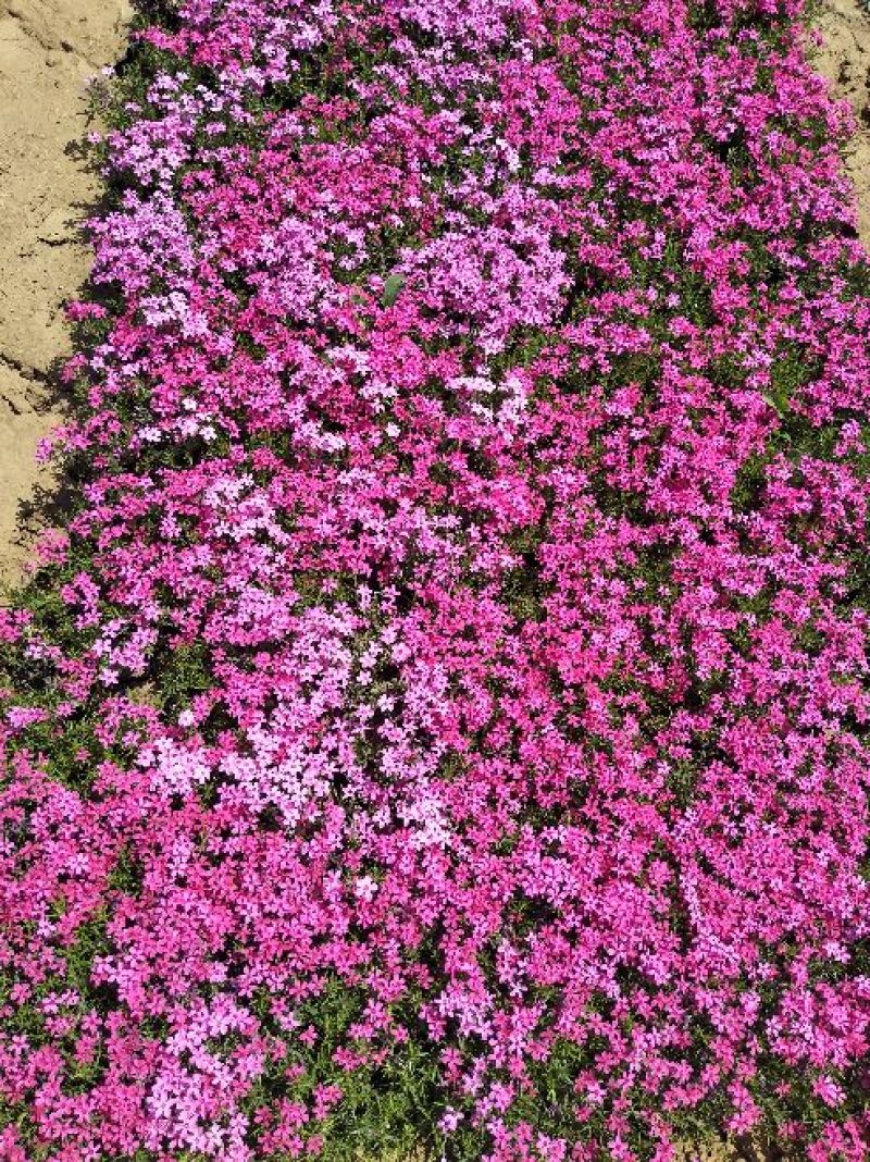芝樱花