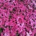芝樱花