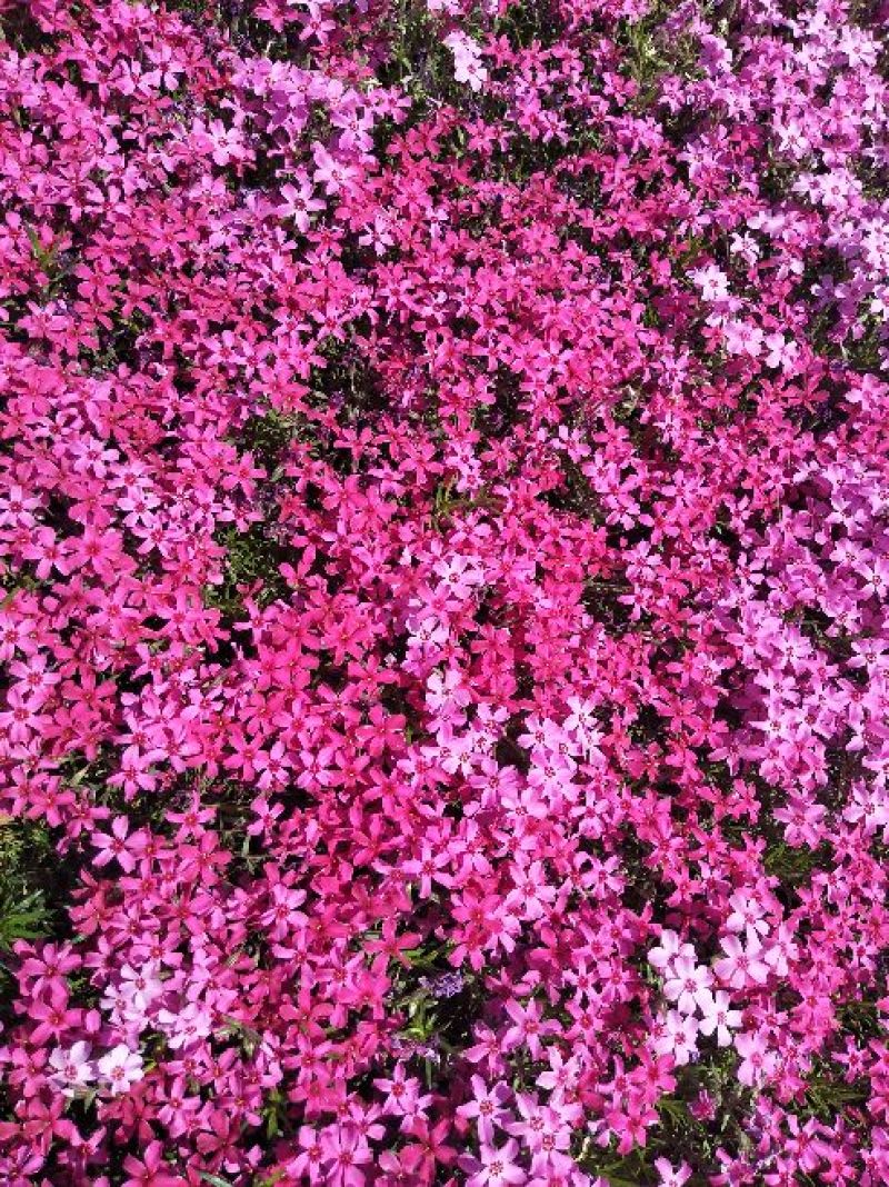 芝樱花