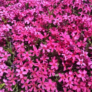 芝樱花