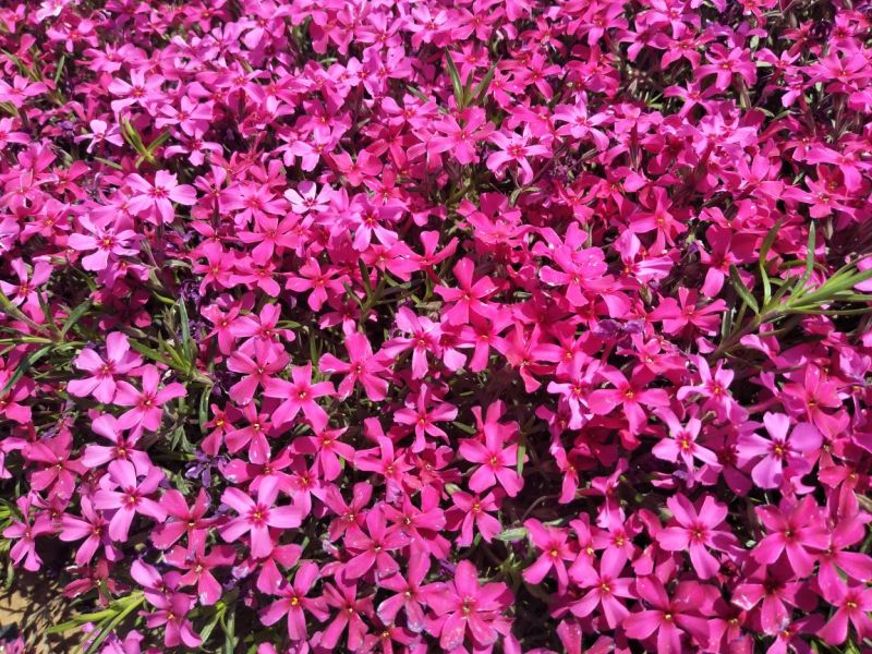 芝樱花